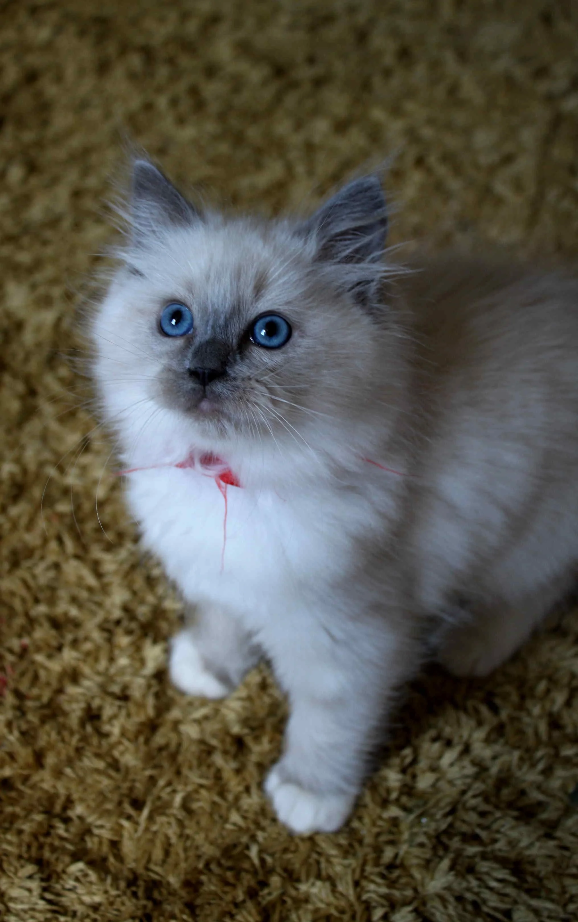 Blue Star BAÏKHA