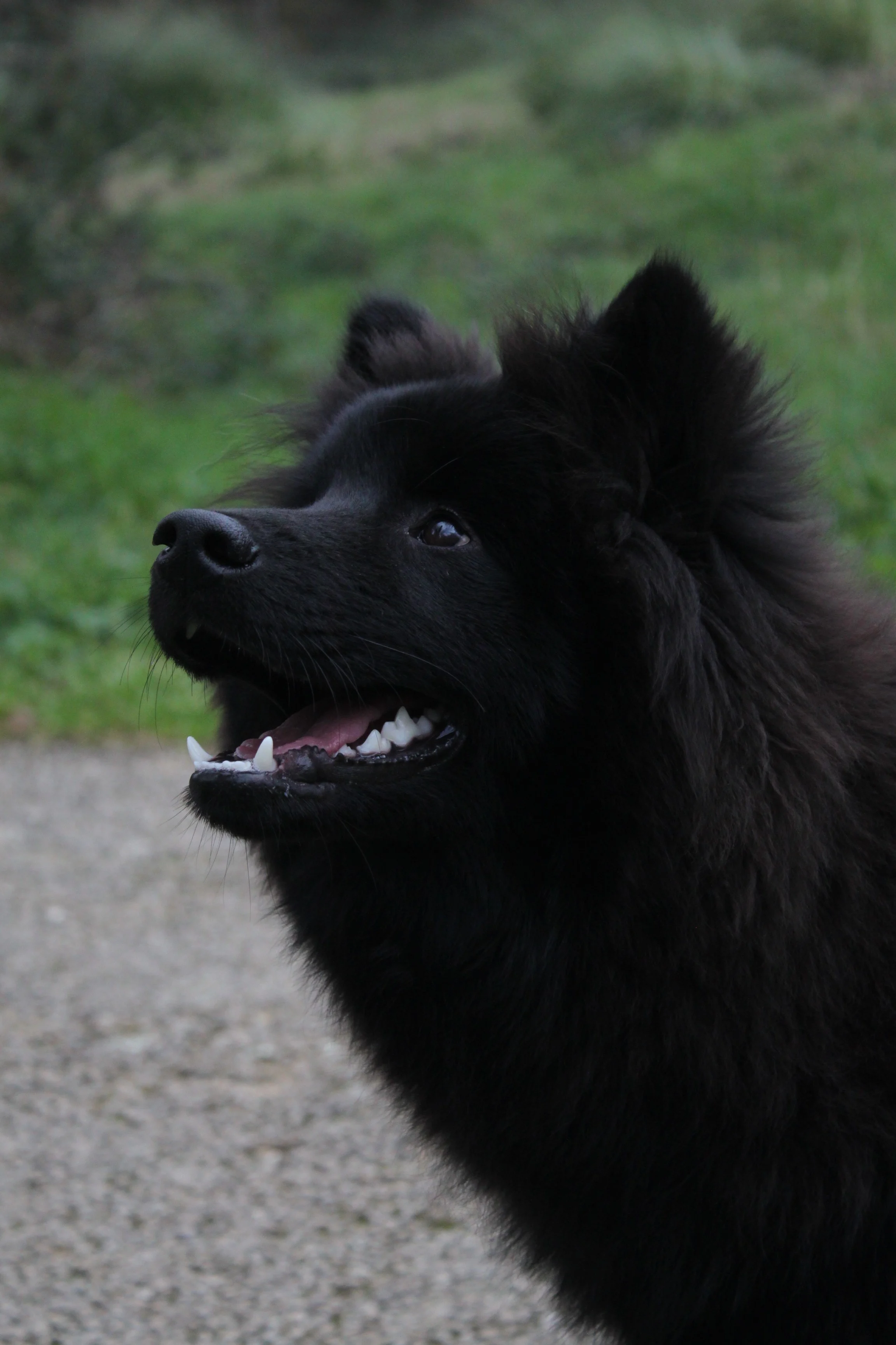 Azia (6 mois)