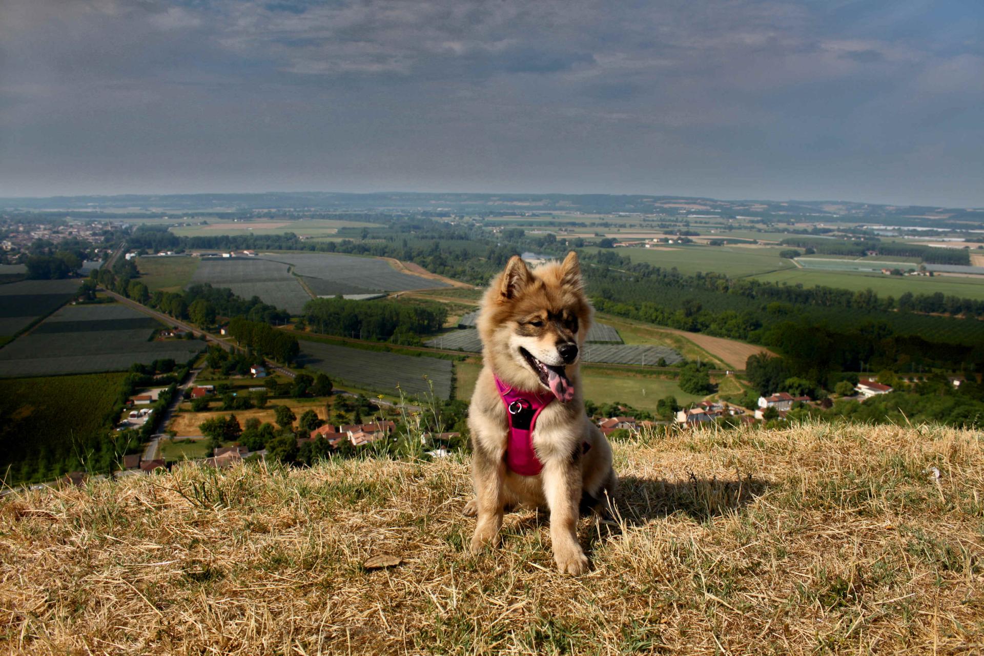 Be Loved BAHISE du Mas de Gombourg, 5 mois