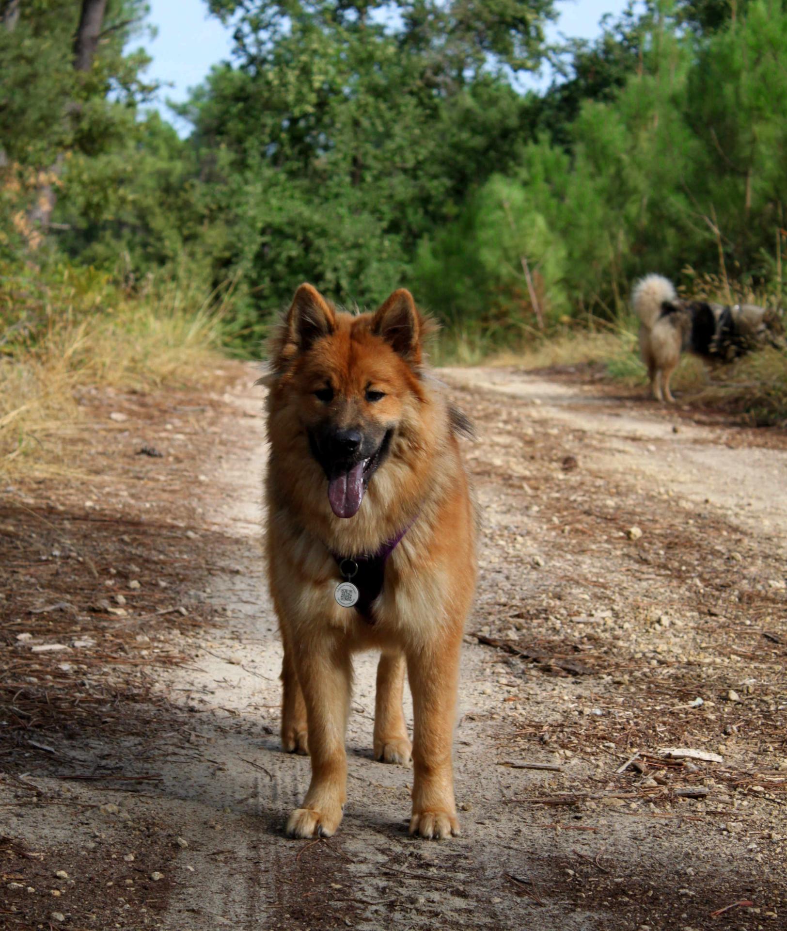 Be Loved BUZEA du Mas de Gombourg, 7 mois