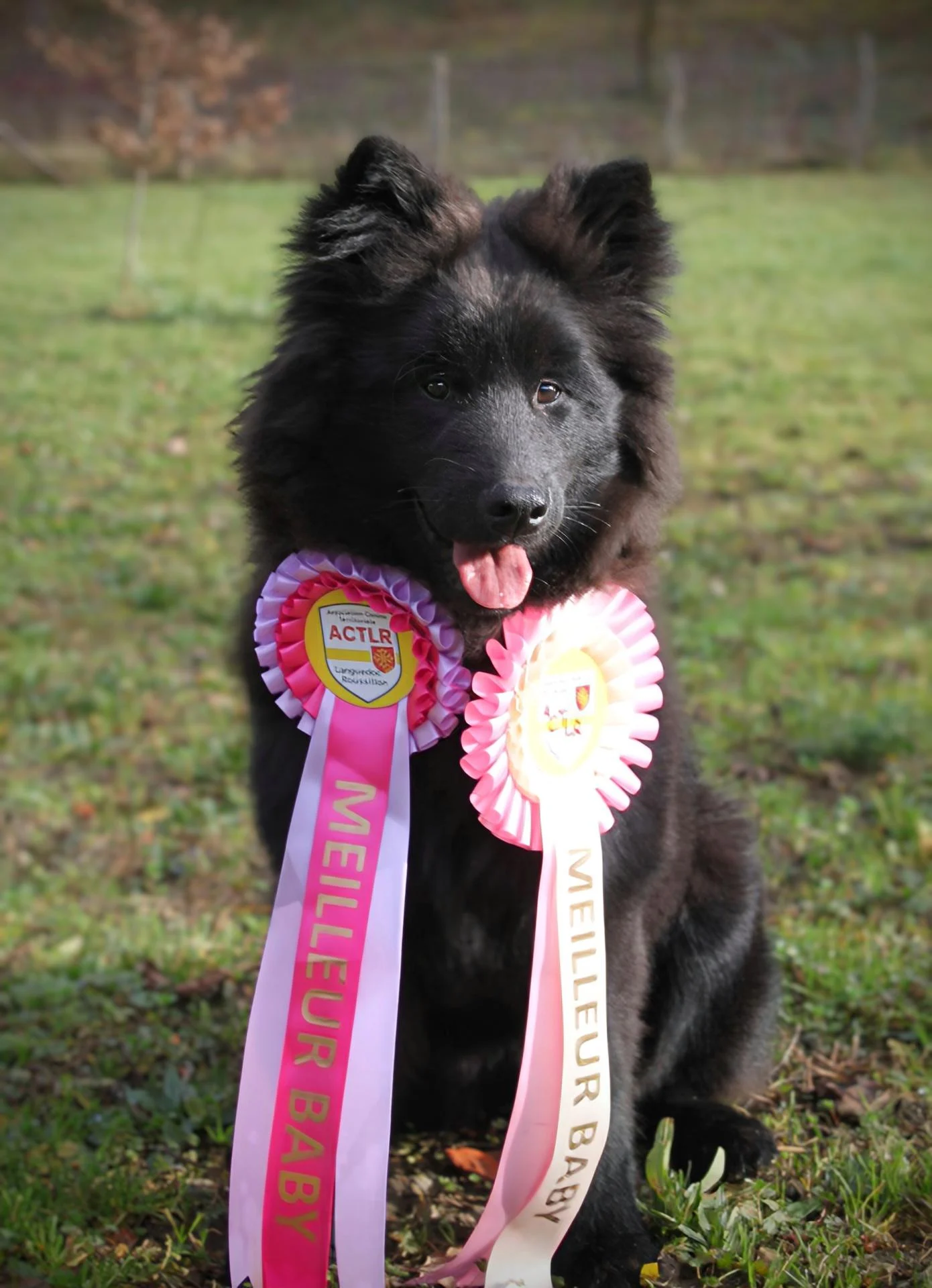 Azia des Terres Vagabondes