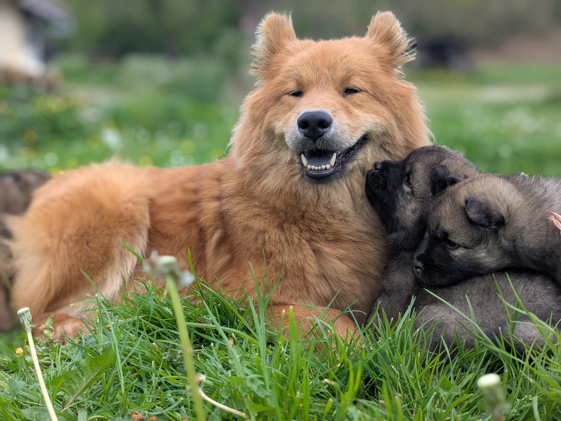 Siwa et ses bébés