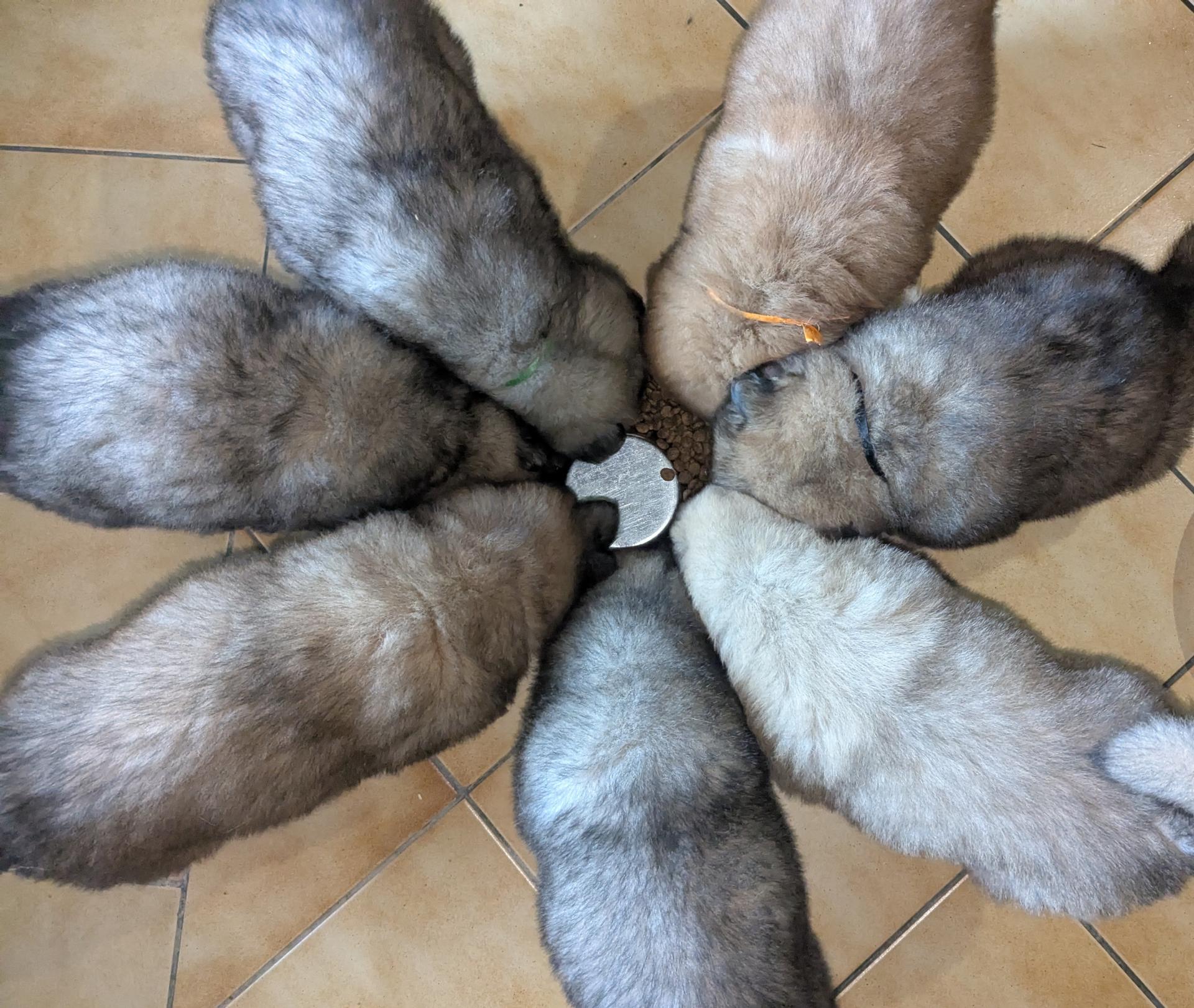 Portée Adorable du Mas de Gombourg