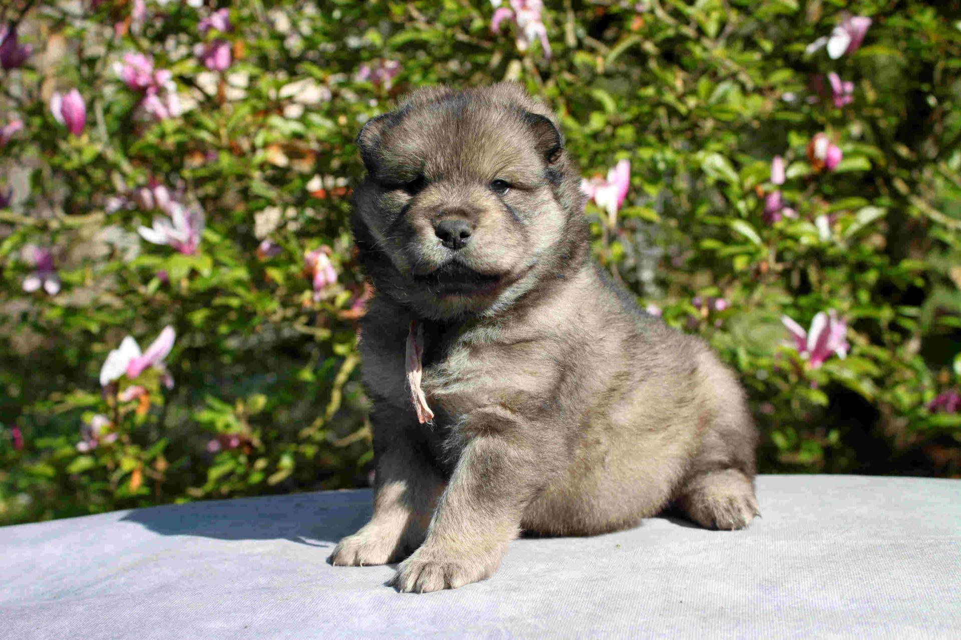 Be Loved BAHISE du Mas de Gombourg, 1 mois