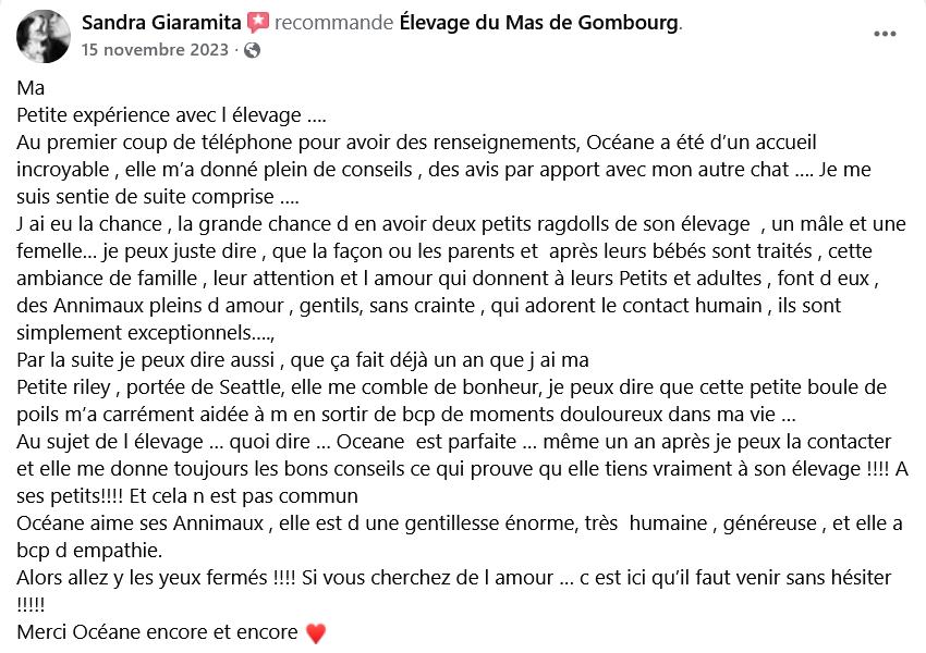 Adoption d'un chaton Ragdoll