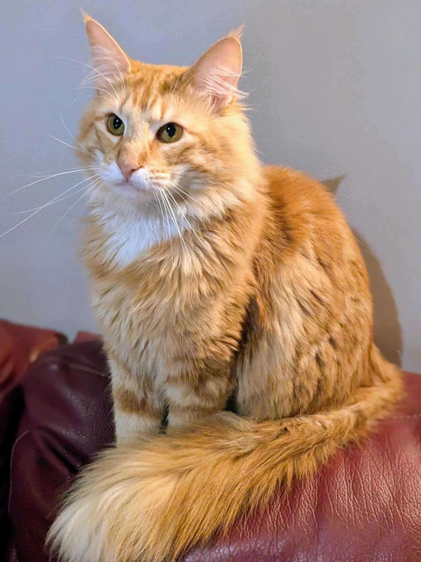 Vill lykke Woden du Mas de Gombourg